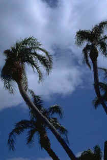 Florida 016.jpg (27283 bytes)