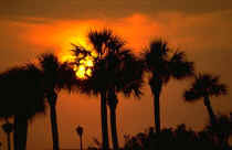 Florida 035.jpg (23269 bytes)